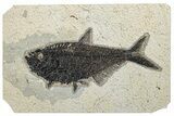 Detailed Fossil Fish (Diplomystus) - Wyoming #292529-1